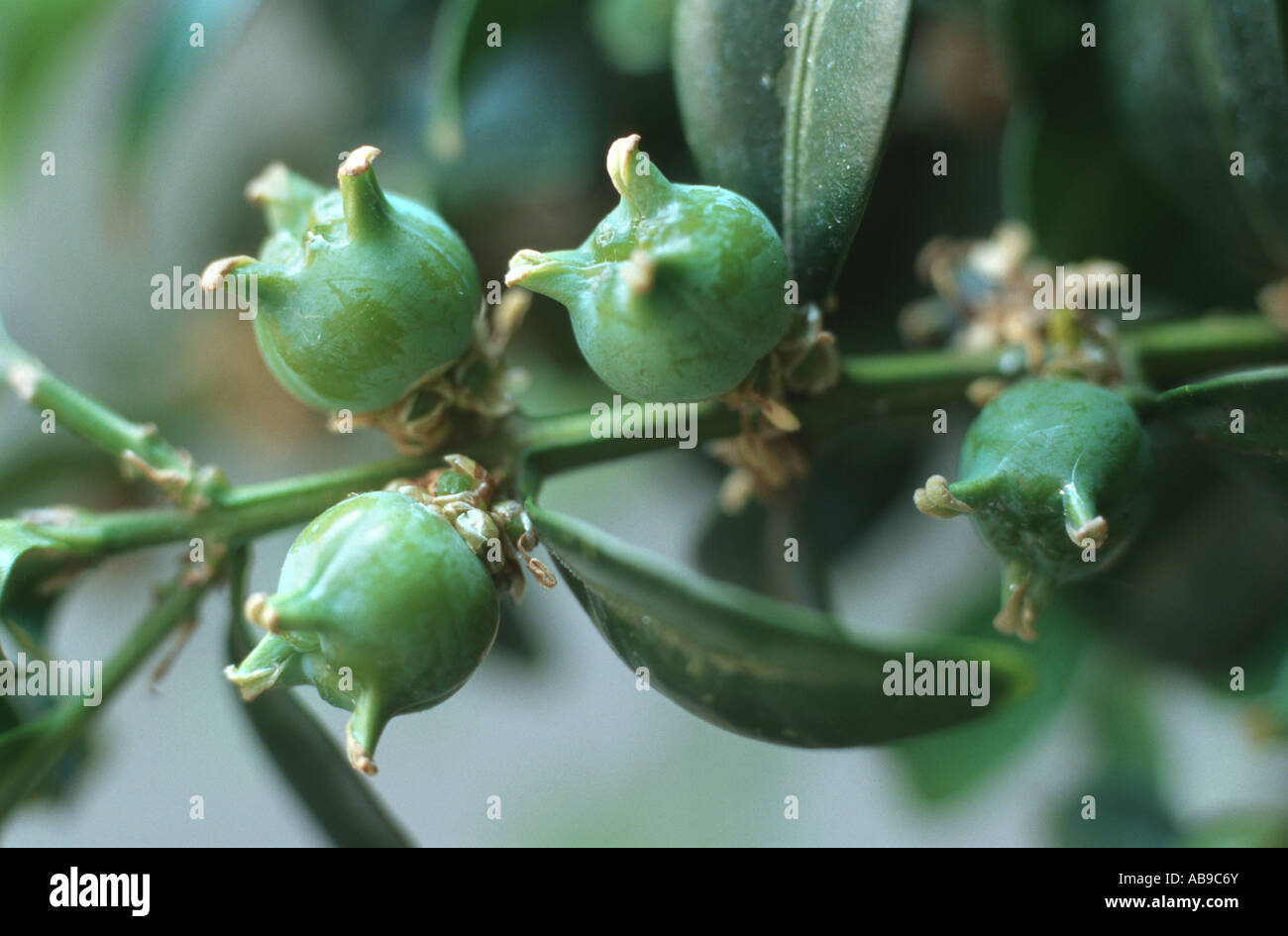 Common Box, Boxwood (buxus Sempervirens), Fruits Stock Photo, Royalty