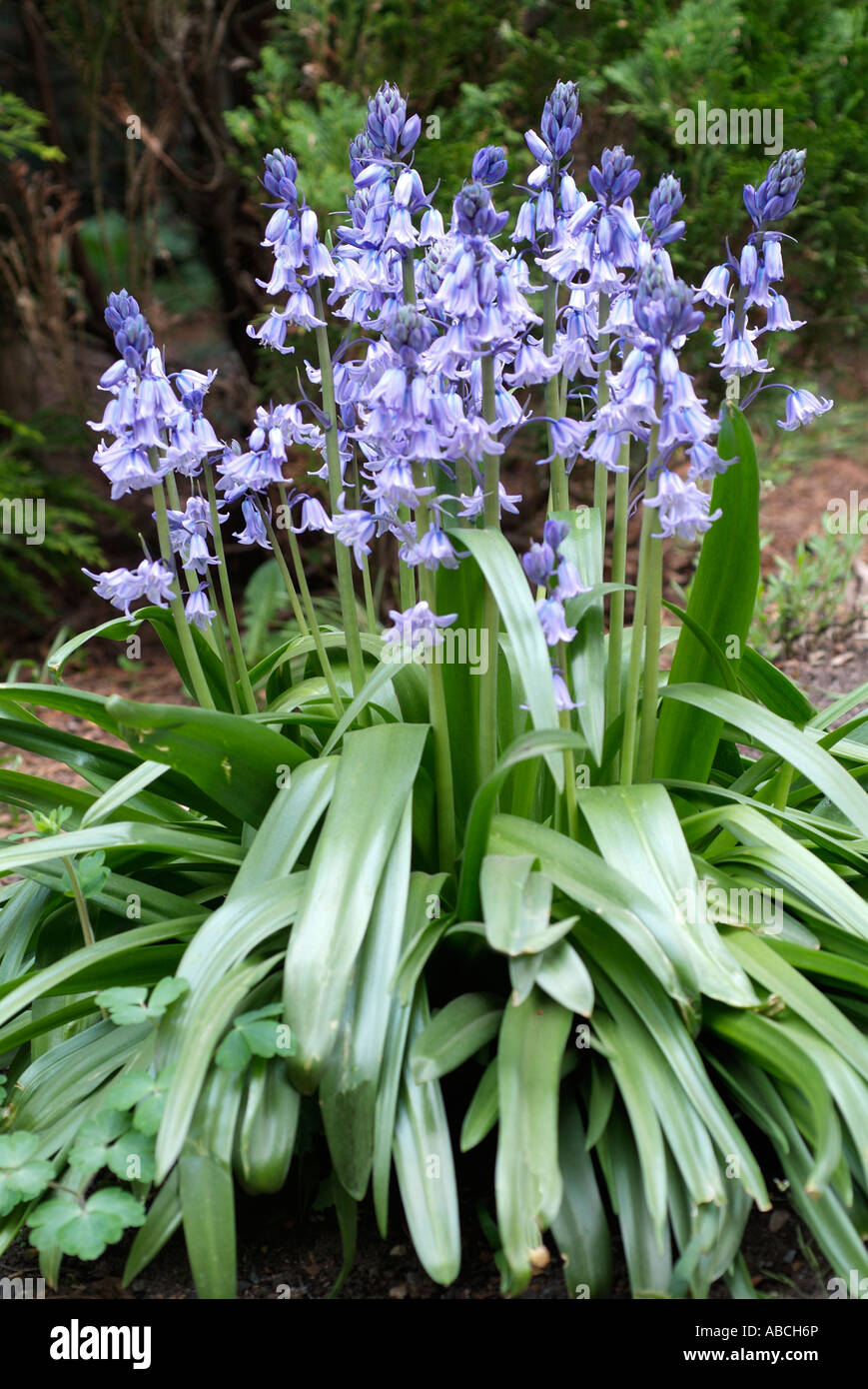 Bluebell Bulb Blue Bell Woodland Shade Flower Bulb Endymion