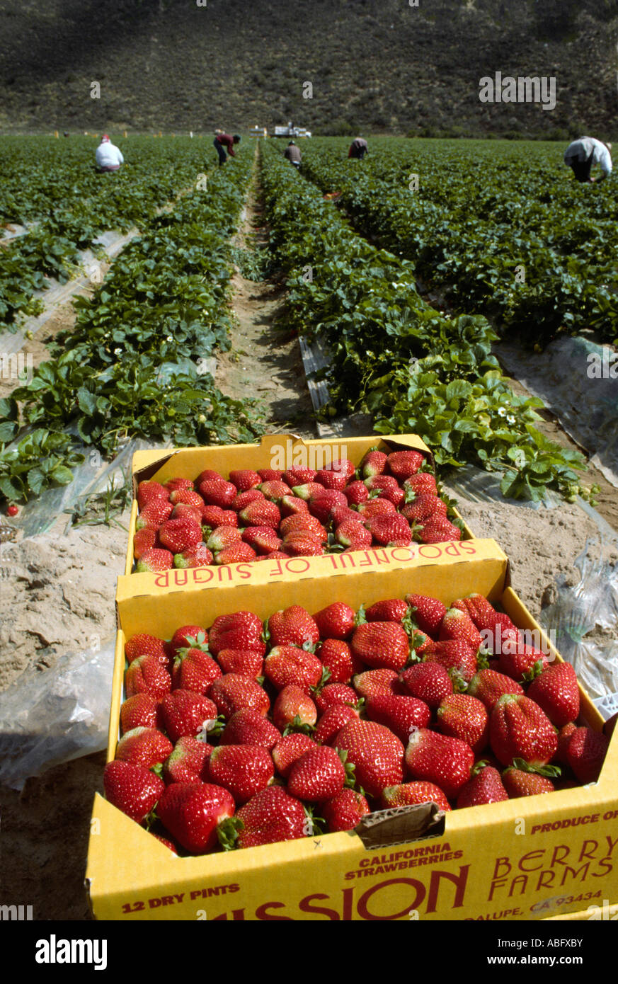 Strawberries in California field Stock Photo, Royalty Free Image