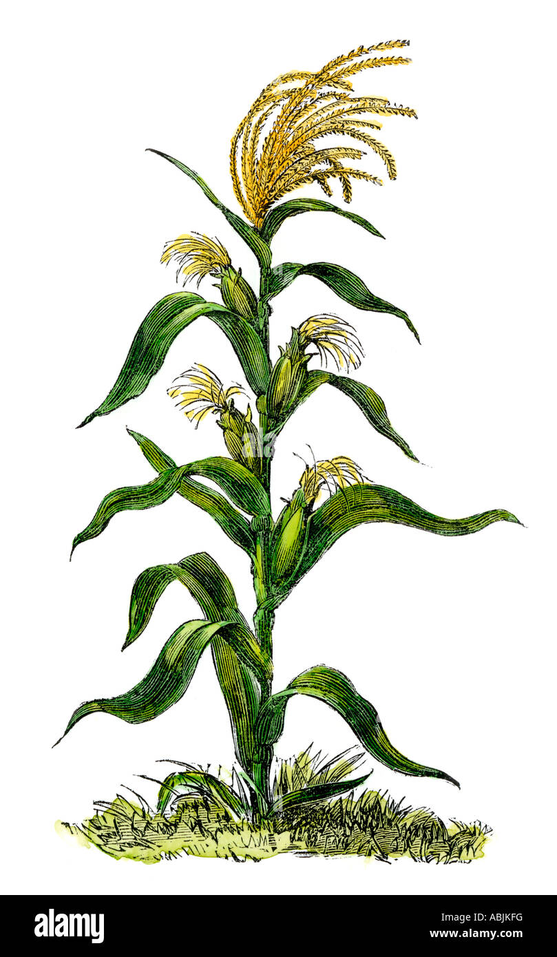 Corn Plant maize or indian corn plant stock photo, royalty free image Corn Plant maize or indian corn plant stock photo, royalty free image