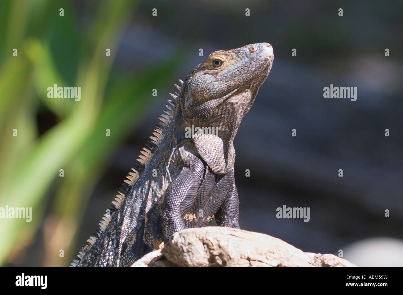 Black Spiny Tailed Iguana Ctenosaura Similis Stock Photo Alamy