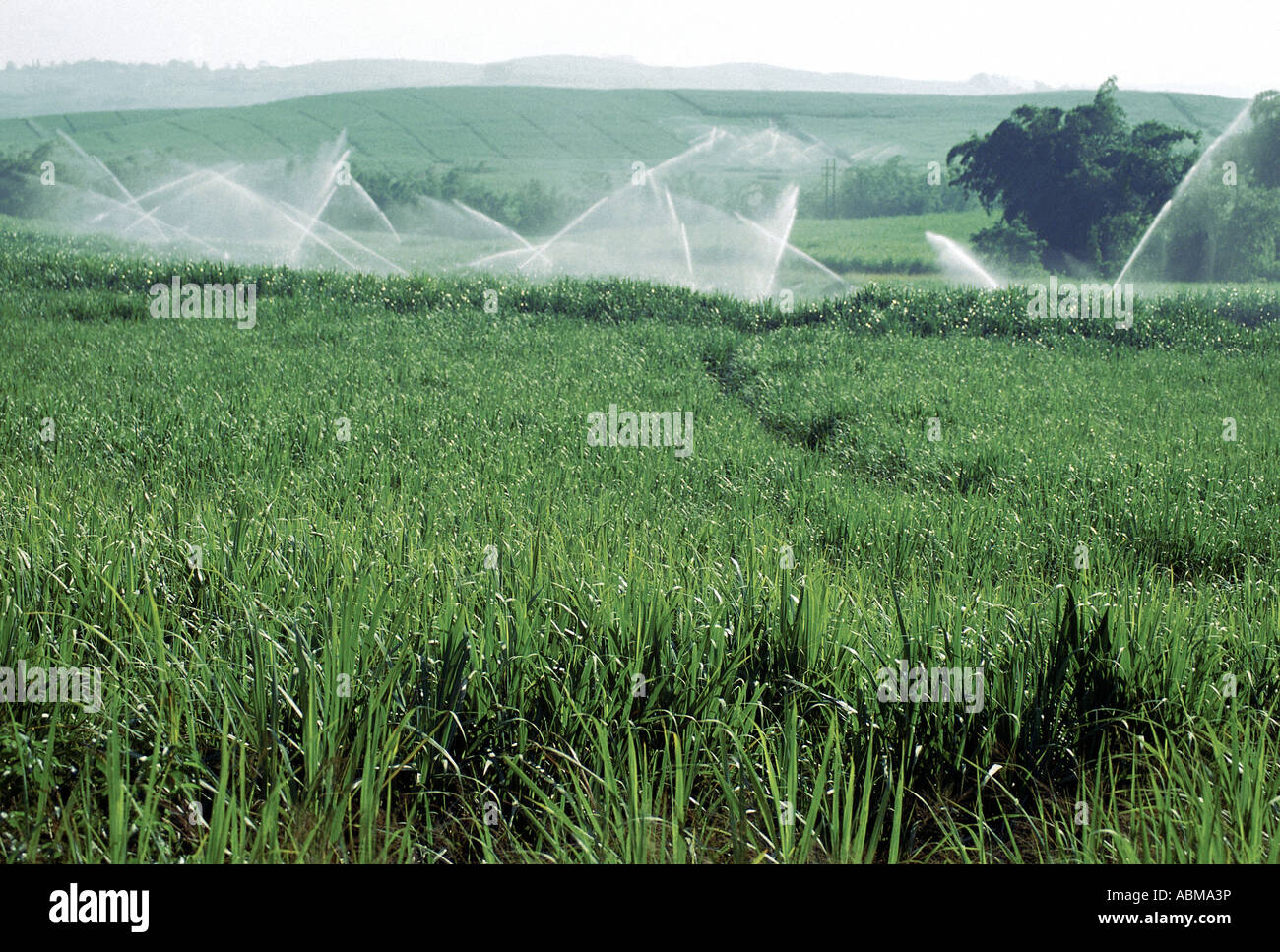 crop farming in south africa pdf