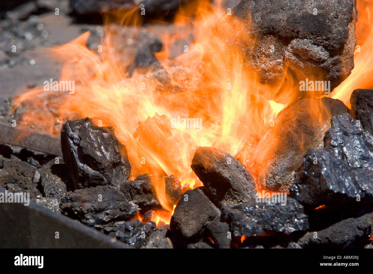 Iron being heated by a coal fired for blacksmith use during a