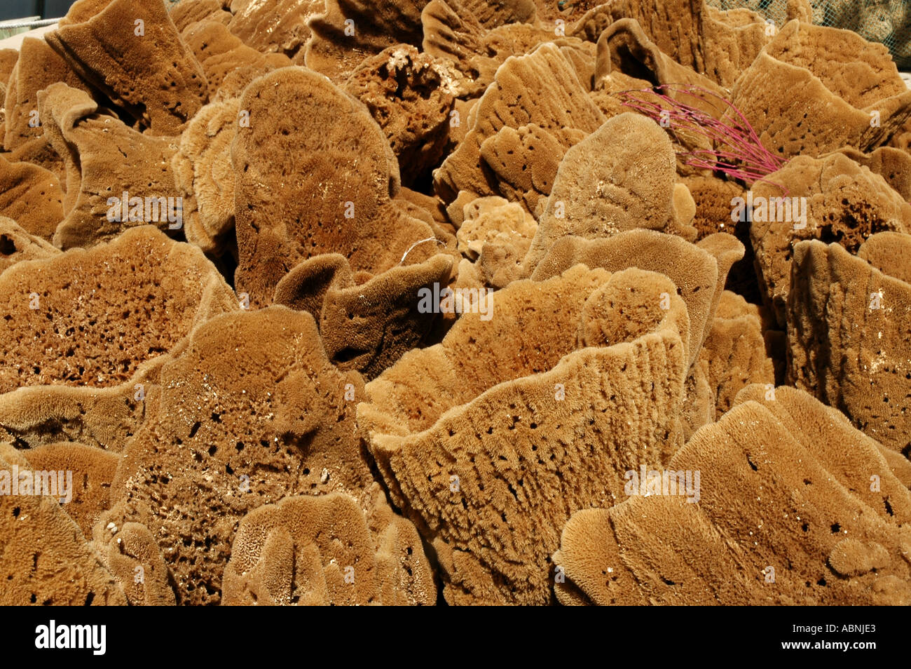 Tarpon Springs Florida Sponges Spread Out On The Sponge Docks Stock
