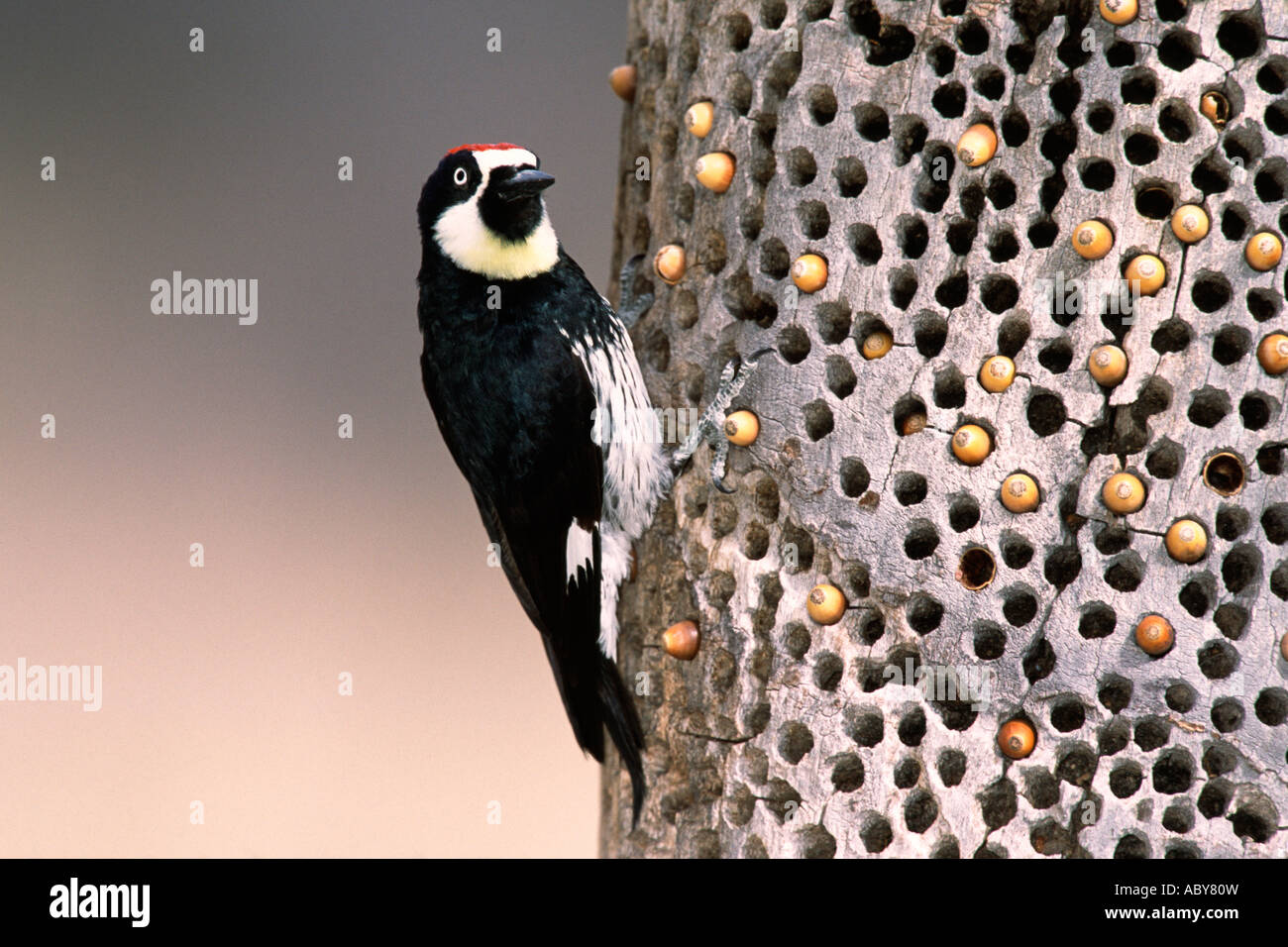 Acorn Woodpecker and Stored Acorns Stock Photo, Royalty Free Image