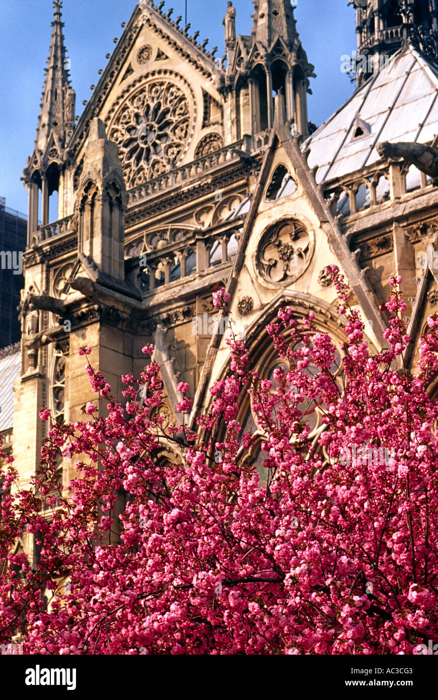 Notre Dame during spring Stock Photo, Royalty Free Image 7444482 Alamy
