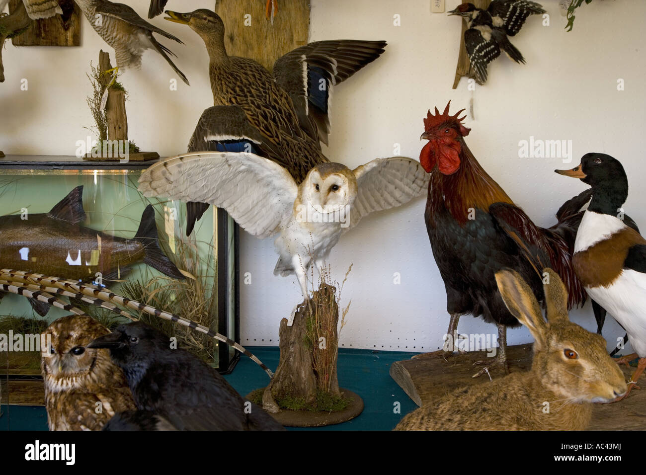 Taxidermy Art on Display Stock Photo, Royalty Free Image 13034465 Alamy