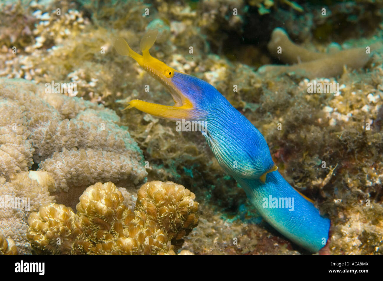 Ribbon eel (Rhinomuraena quaesita Stock Photo, Royalty Free Image