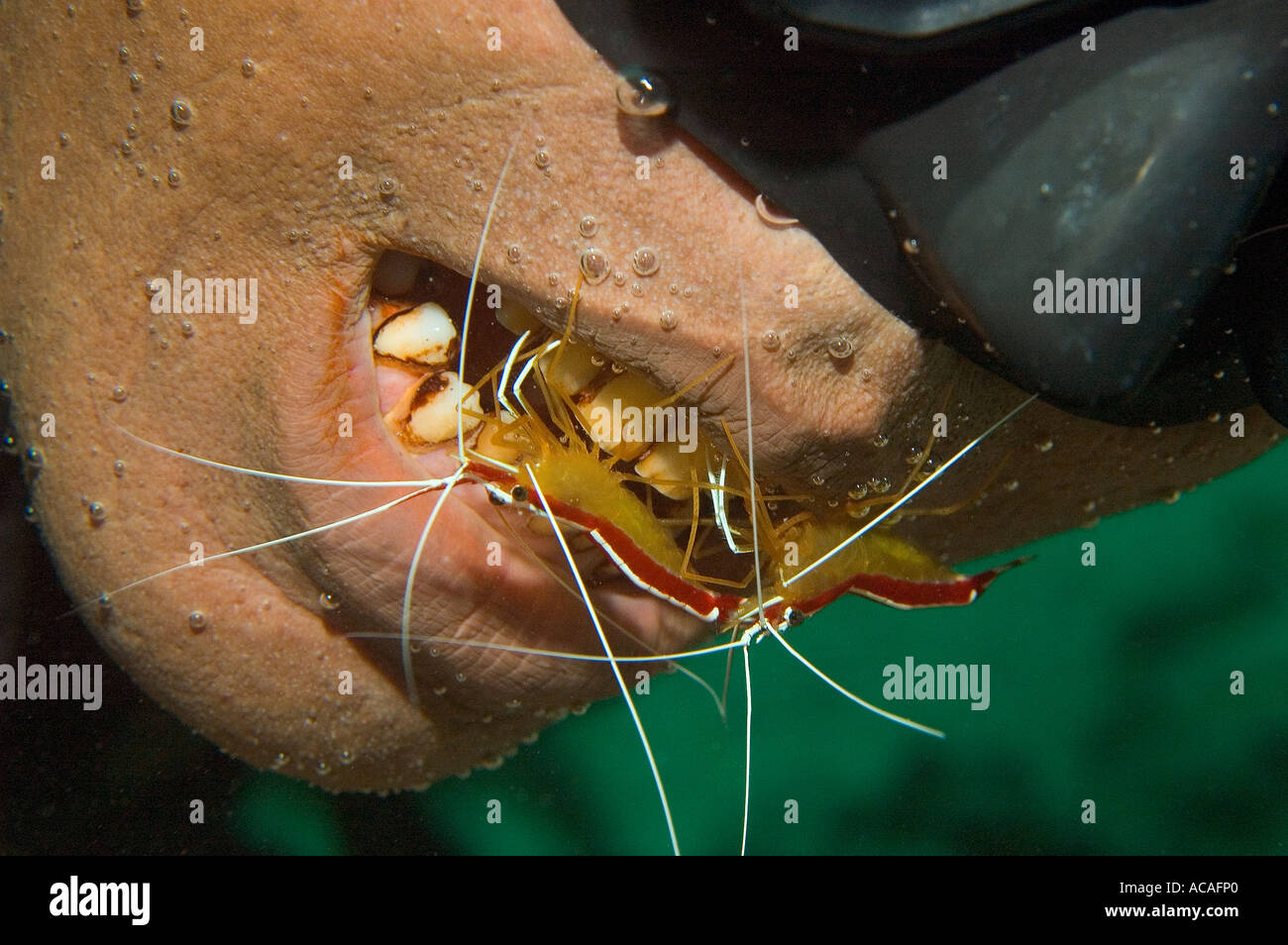 two humpback cleaner shrimp lysmata amboinensis cleaning a mouth stock photo royalty free image two humpback cleaner shrimp lysmata amboinensis cleaning a mouth stock photo royalty free image