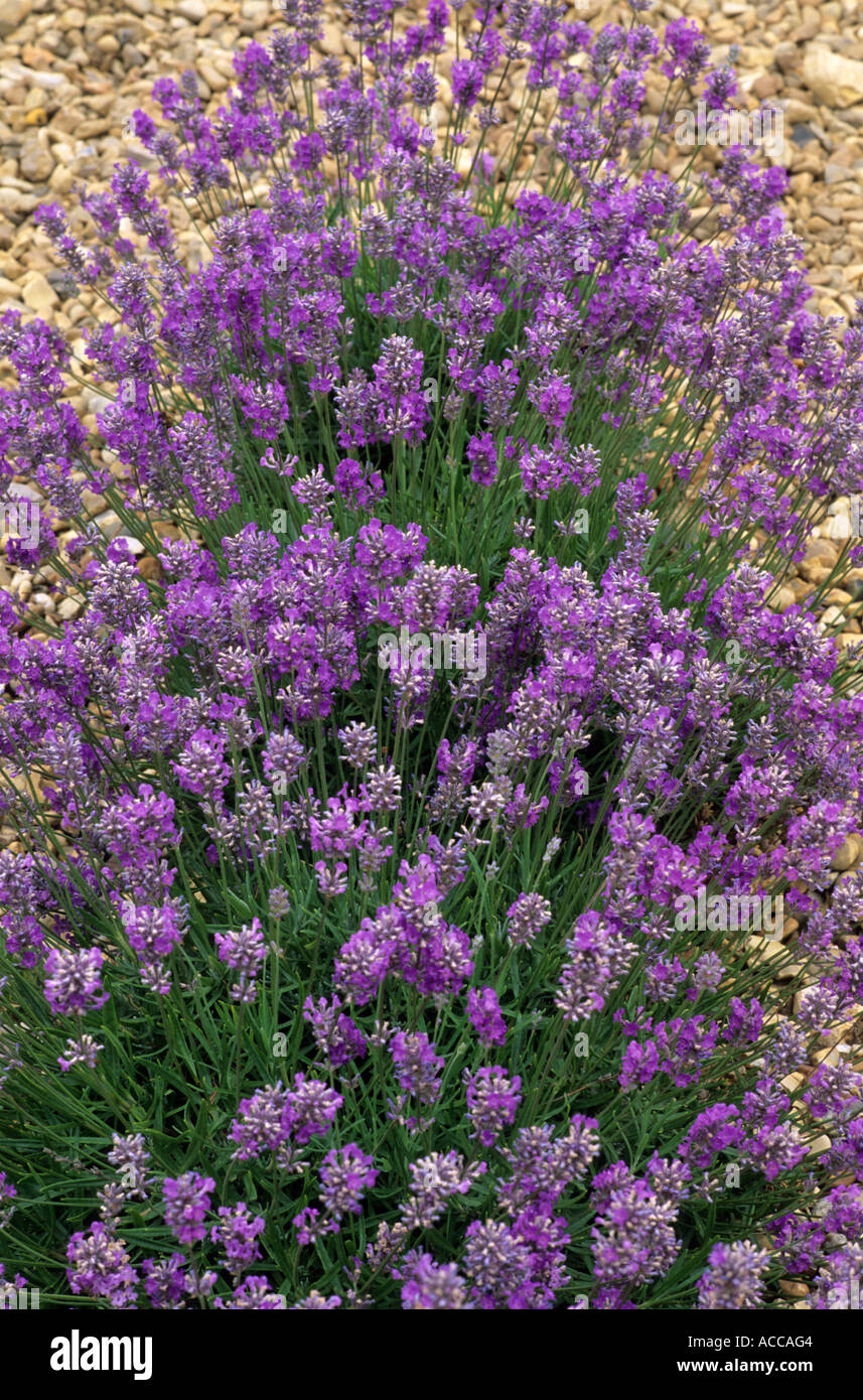 Lavandula Angustifolia Ashdown Forest Hi Res Stock Photography And