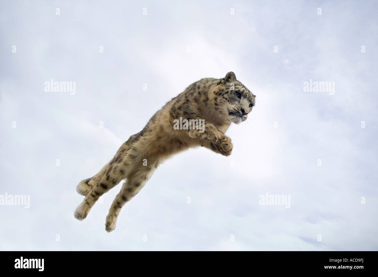 Snow Leopard (Panthera uncia) jumping Stock Photo: 13121093 - Alamy