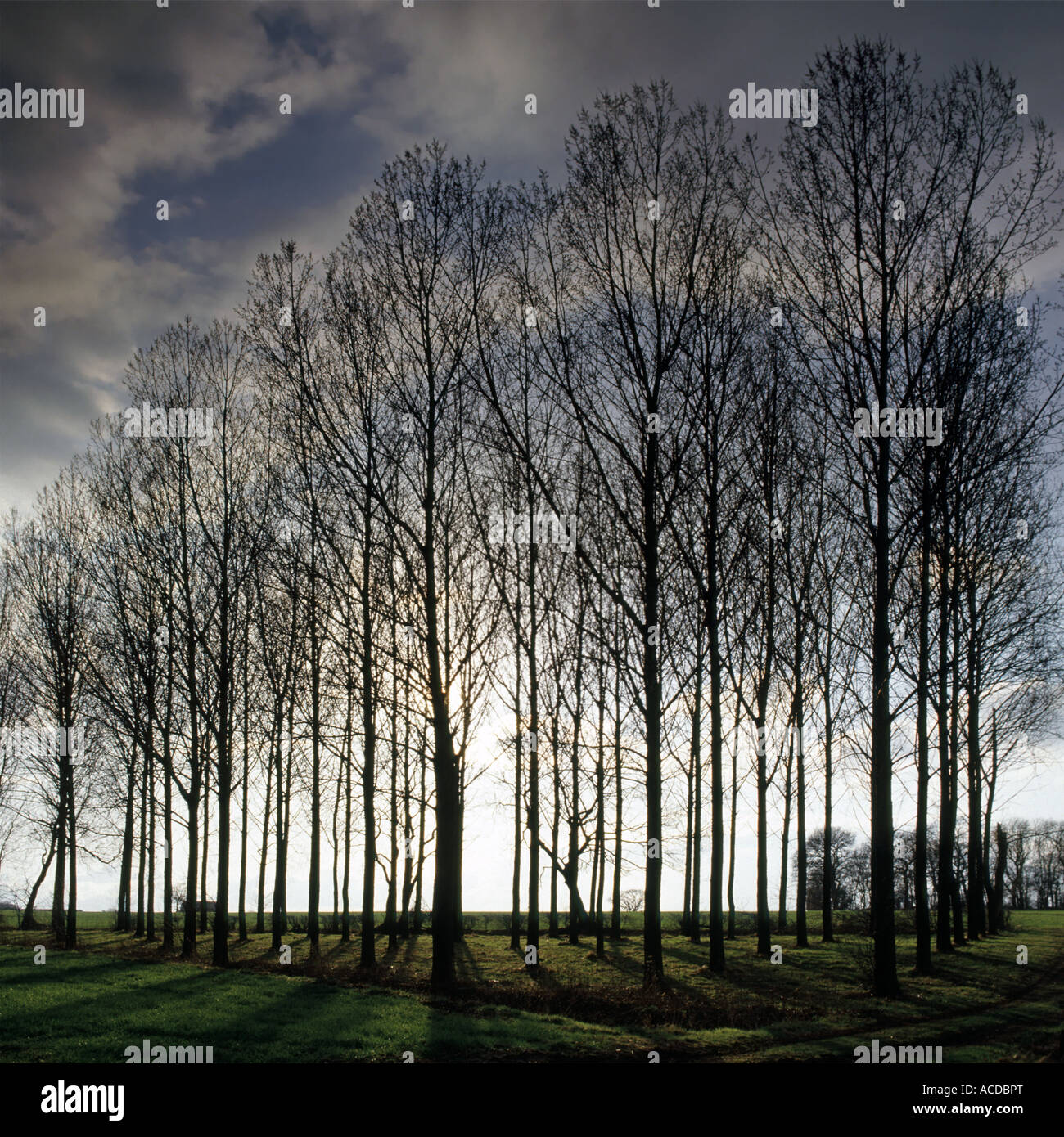 Group Of Tall Trees In Woodland Cluster With Early Morning Winter