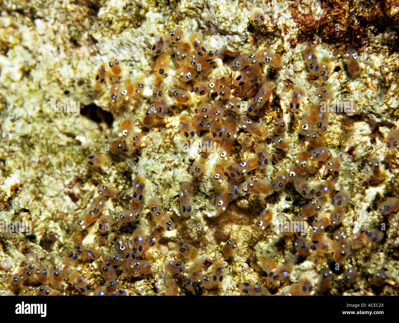 Common clownfish Amphiprion ocellaris eggs on rock Stock Photo, Royalty