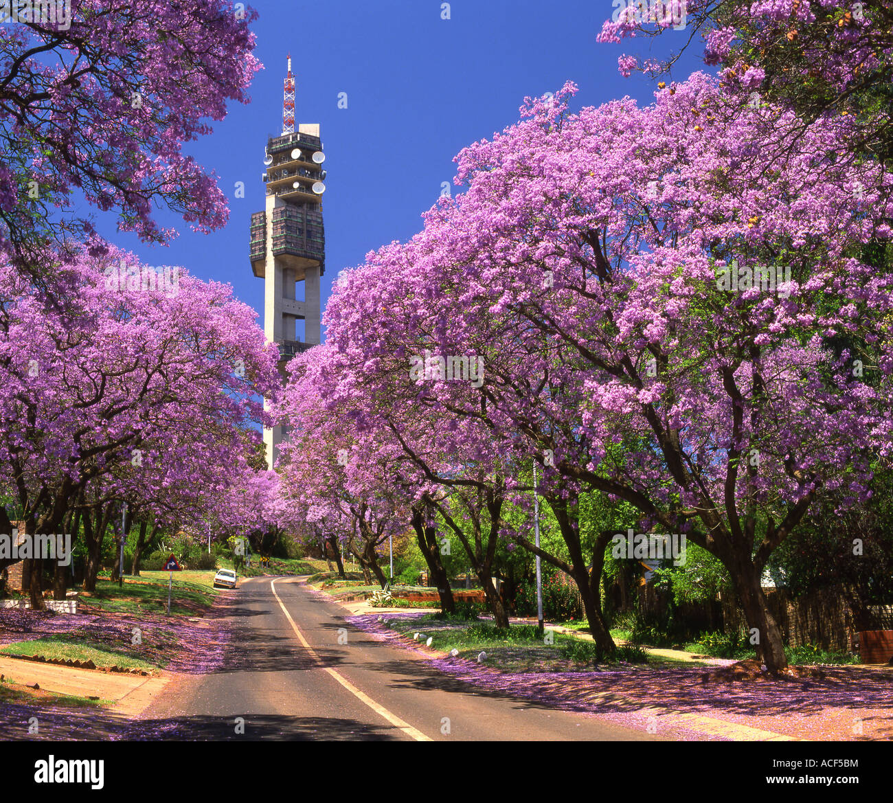 One of the streets in Pretoria at Jacaranda Time Pretoria, Gauteng