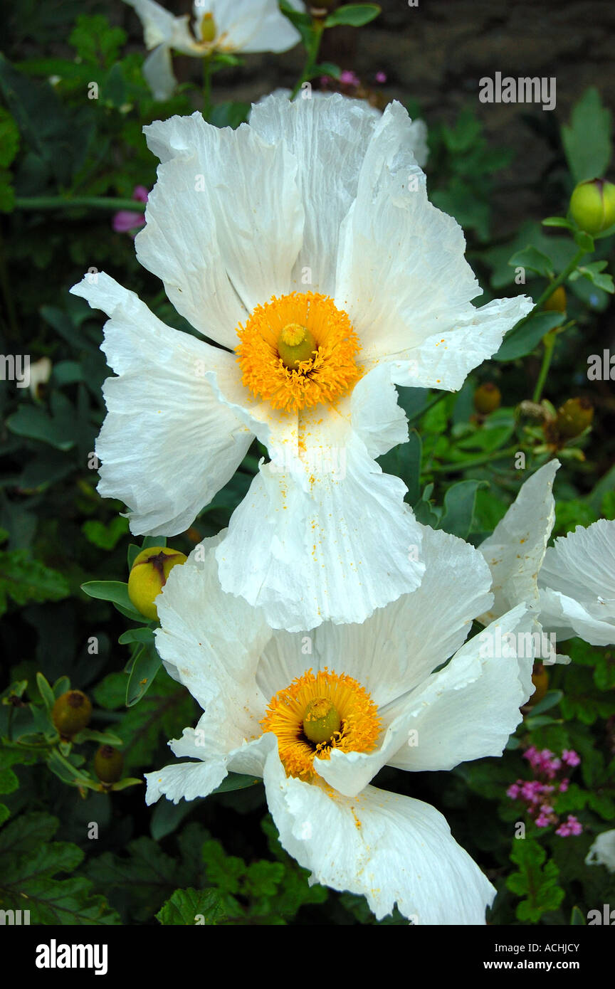matilija poppy aka romneya coulteri harvey fried egg plant matilija poppy aka romneya coulteri harvey fried egg plant