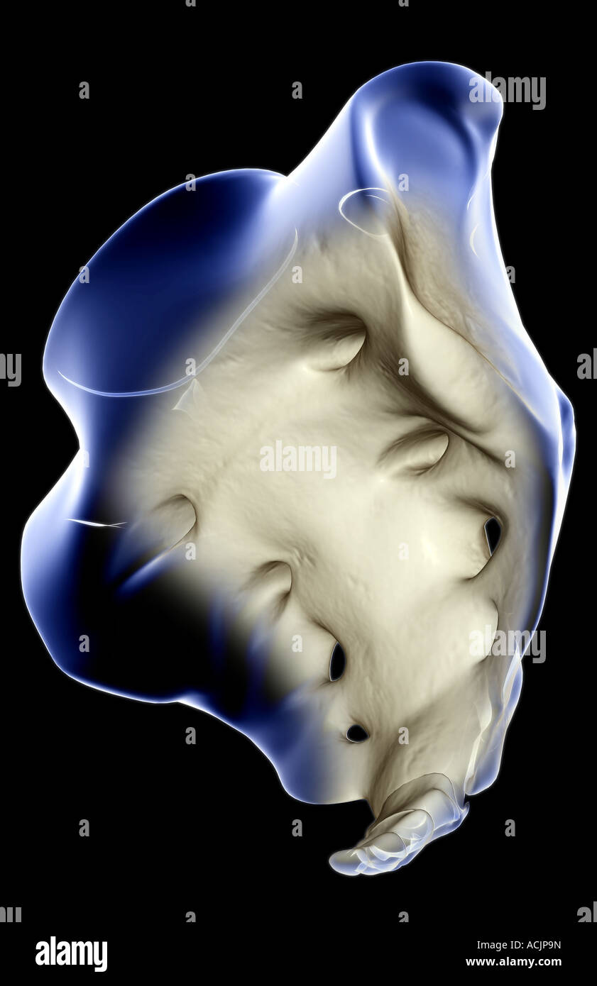 Sacral Foramen Hi Res Stock Photography And Images Alamy