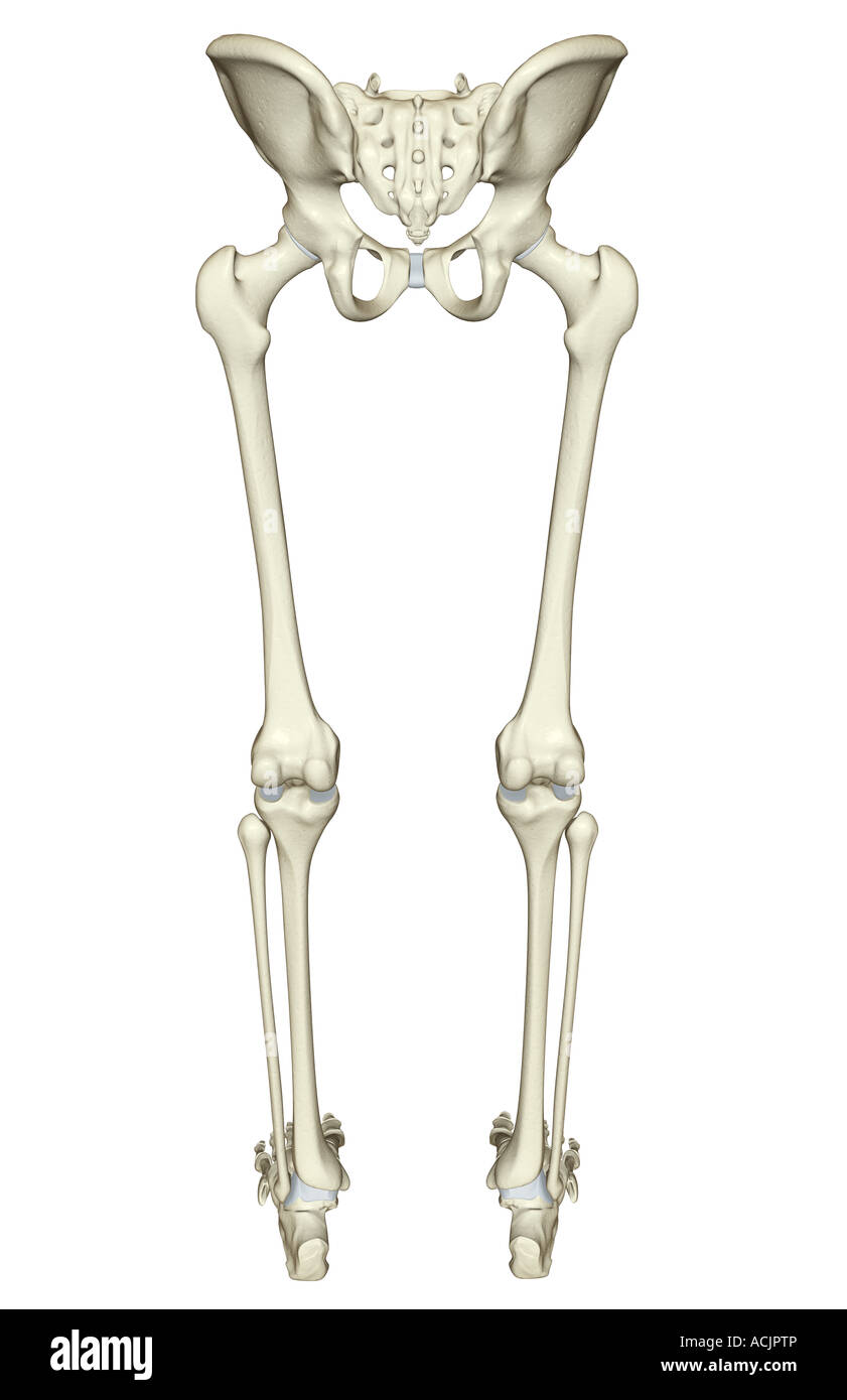 Infographic Diagram Of Human Skeleton Lower Limb Anatomy Bone System Or Sexiz Pix