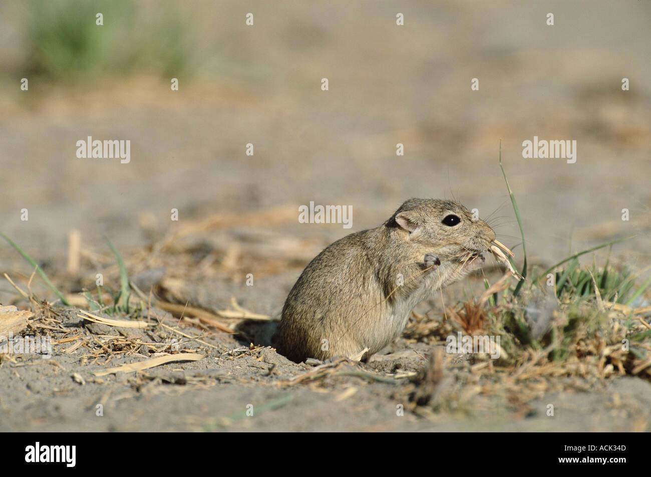 2019 year - How to Catch a Gerbil on the Loose 2019 year