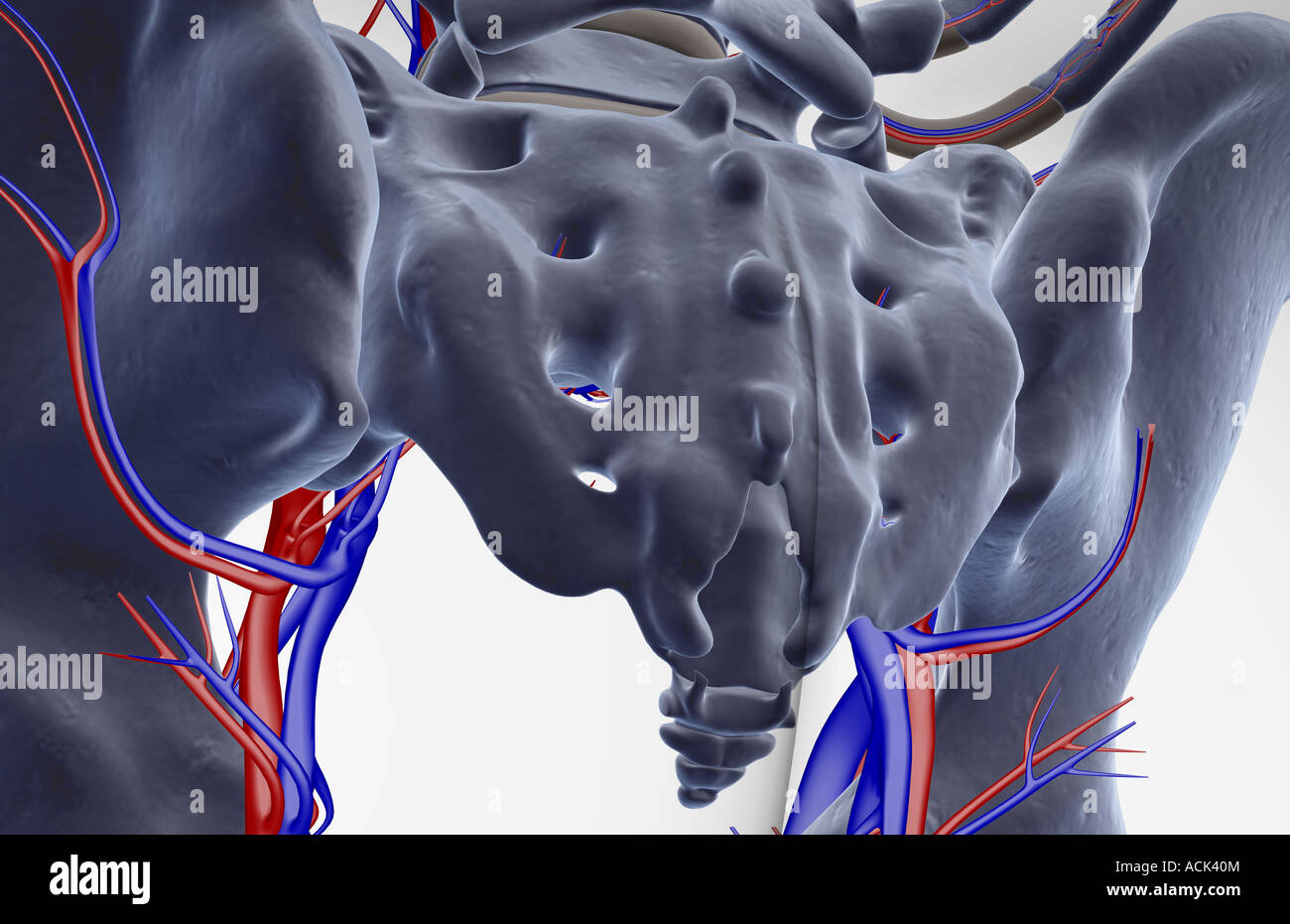 The Blood Supply Of The Pelvis Stock Photo Alamy