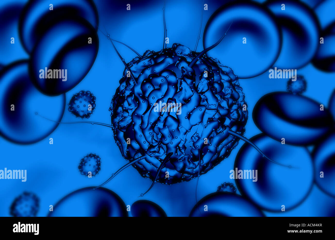 Hematopoietic Stem Cells Hi Res Stock Photography And Images Alamy