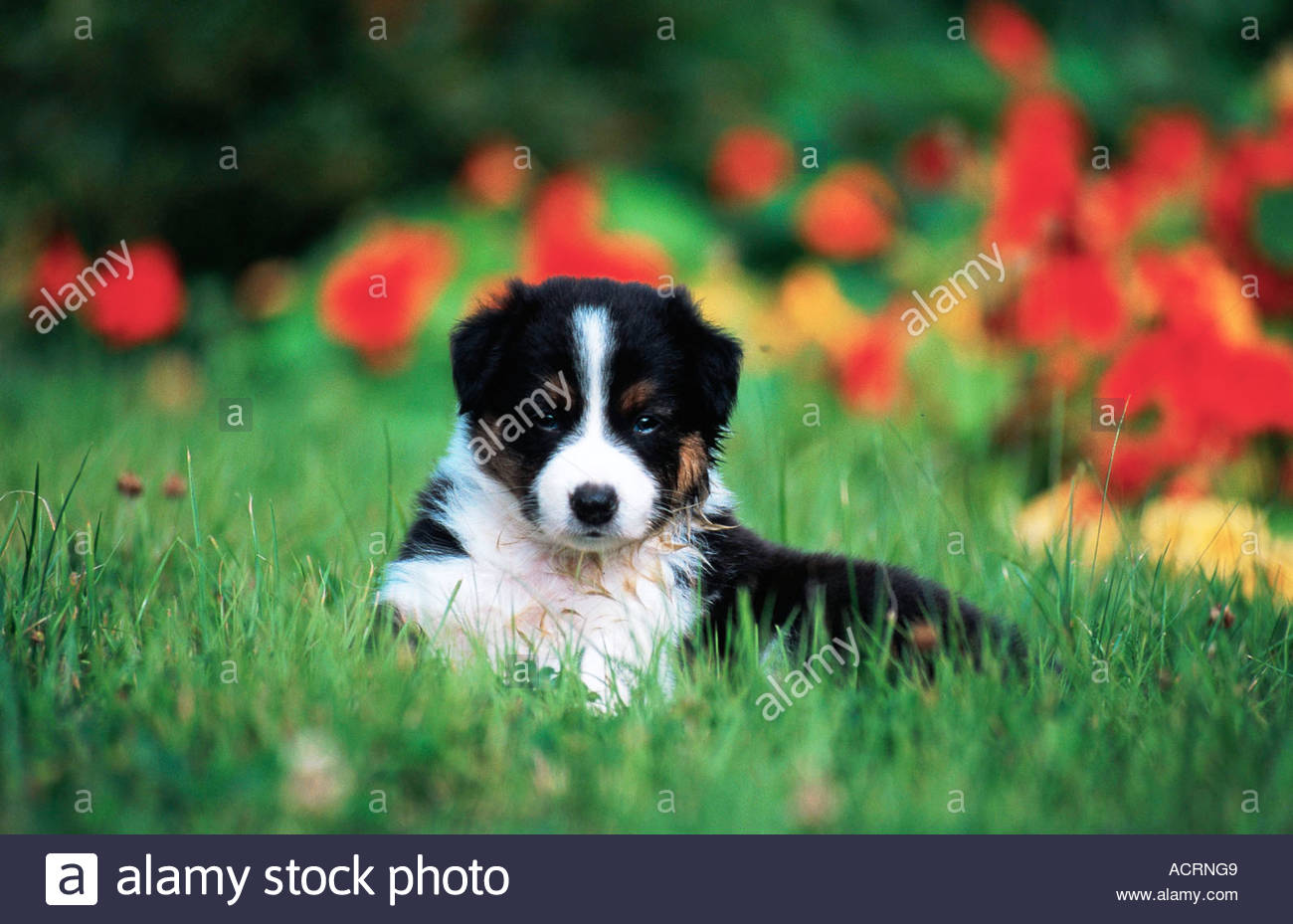 australian shepherd x border collie puppies australian shepherd x border collie canis lupus familiaris australian shepherd x border collie puppies australian shepherd x border collie canis lupus familiaris