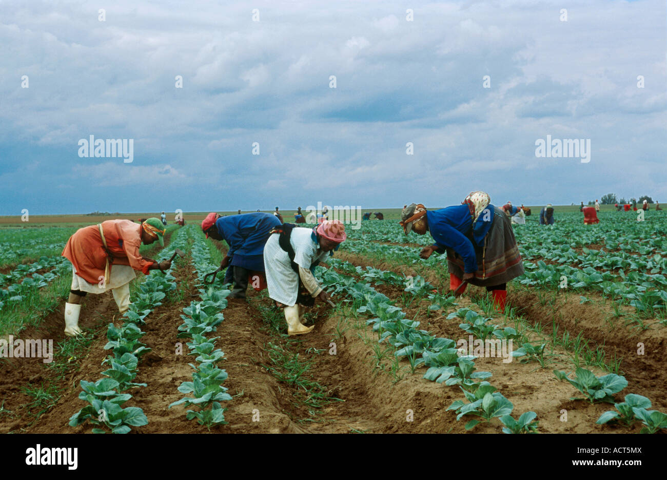 A group of farm labourers working in a cabbage field Bronkhorstspruit