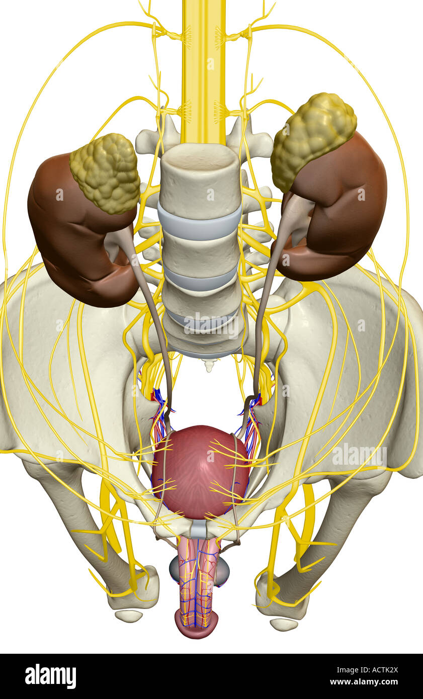 Male Urinary System Stock Photo Alamy