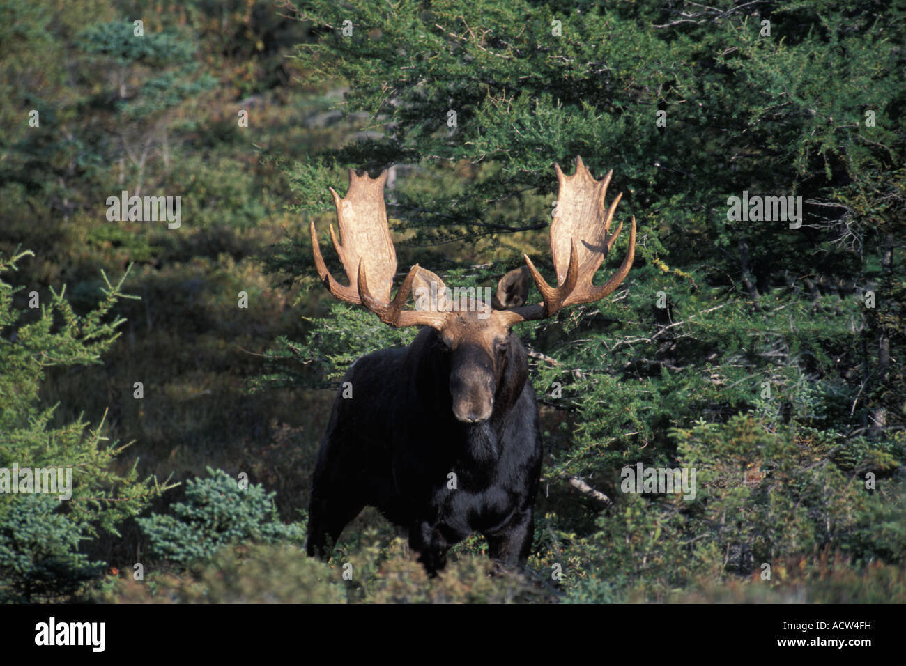 Adult Moose 16