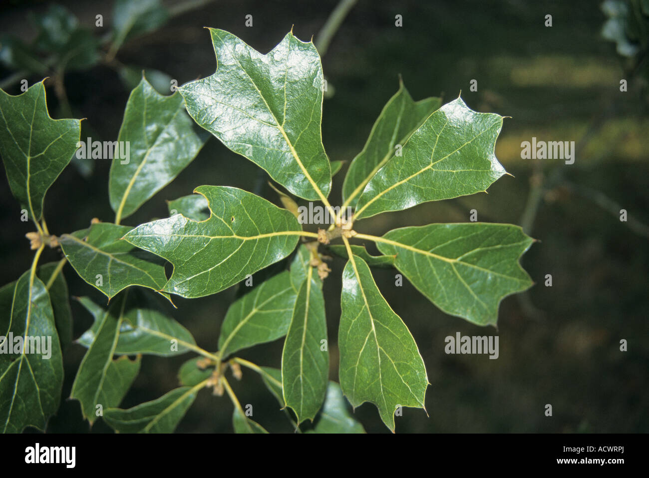 Blackjack Oak Quercus marilandica leaf Stock Photo, Royalty Free Image 13238777 Alamy