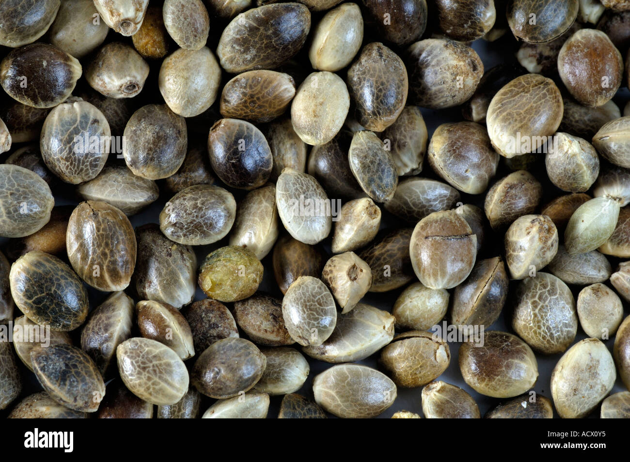 Hemp seed Stock Photo, Royalty Free Image: 7566004 - Alamy