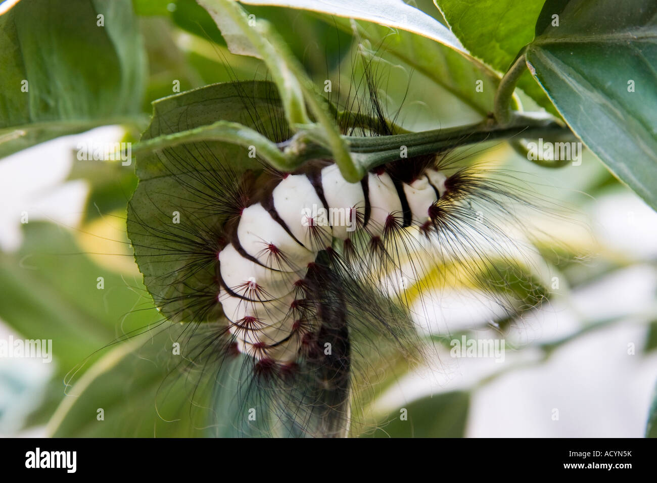White And Black Hairy Caterpillar With Red Spots Stock Photo