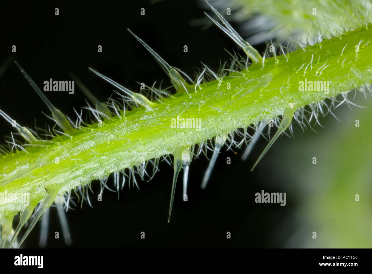Detail close up of stinging nettle hairs on stem, Verbena bonariensis