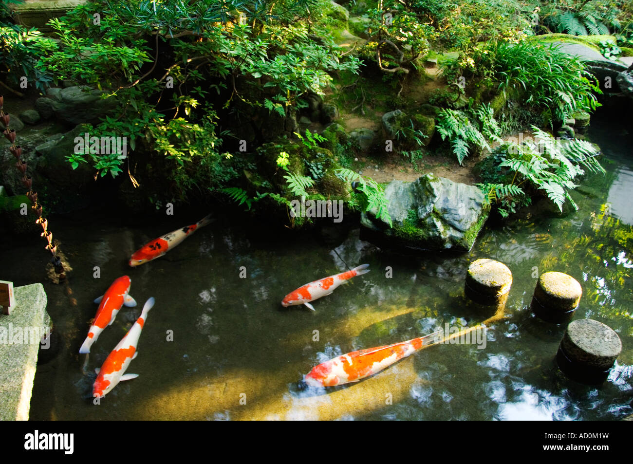 Japan Honshu Island Ishikawa Prefecture Kanazawa City Koi Carp Pond