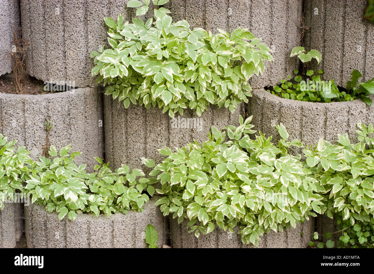 wall of concrete pots with green plants for decorating outside wall of concrete pots with green plants for decorating outside