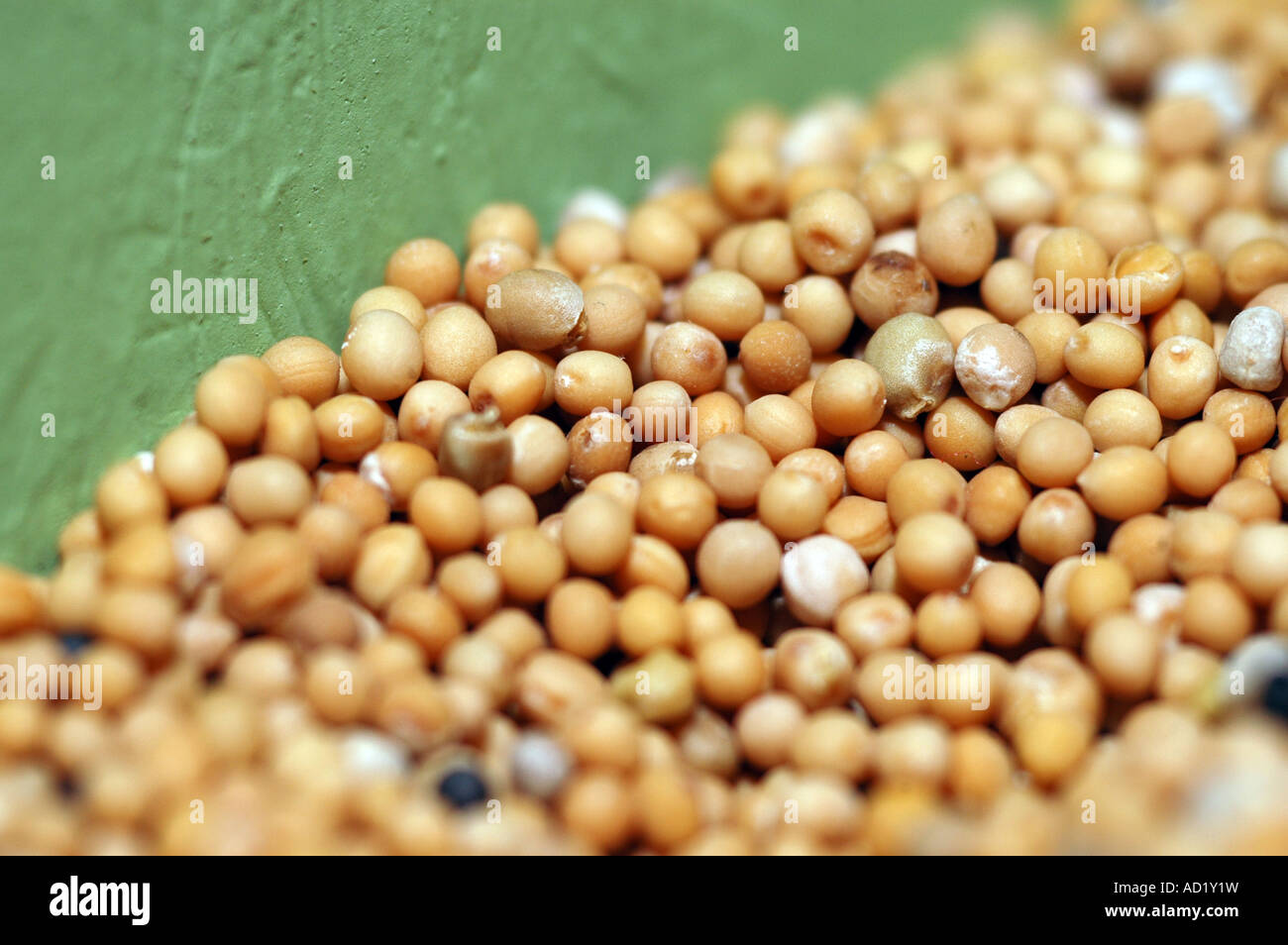 Brassica nigra black mustard seeds Stock Photo, Royalty Free Image