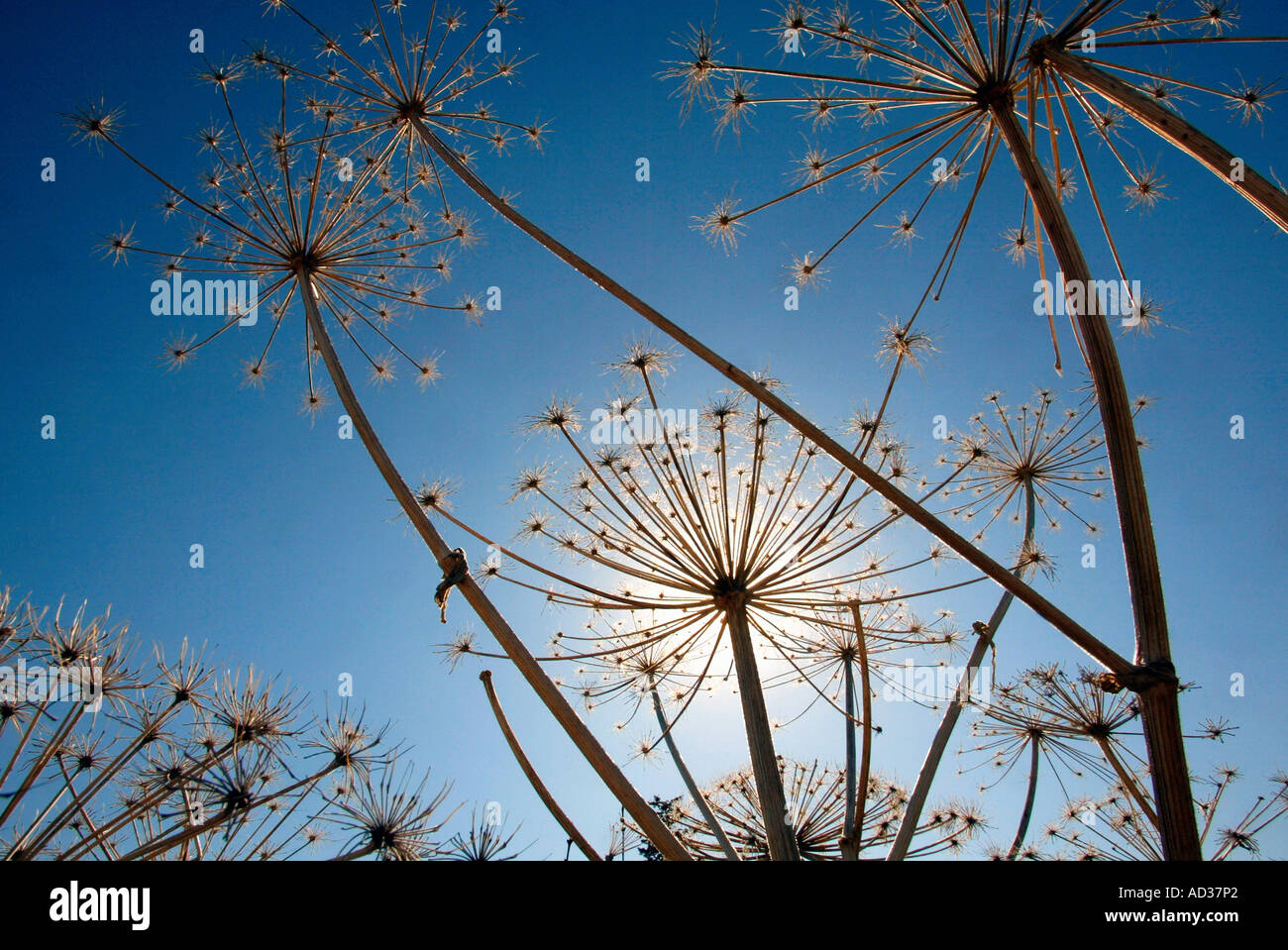 Plant stalks grow towards the sun Stock Photo, Royalty Free Image