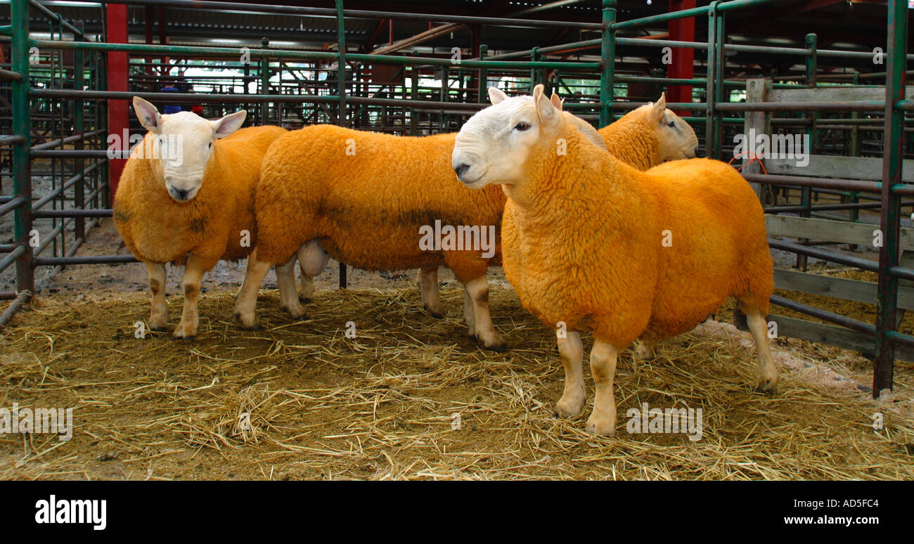 North Country Cheviot tups at farmers auction market Stock Photo