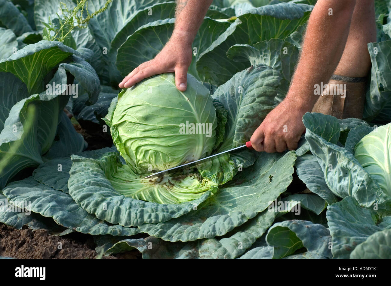 Migrant workers harvesting cabbage in UK Stock Photo, Royalty Free