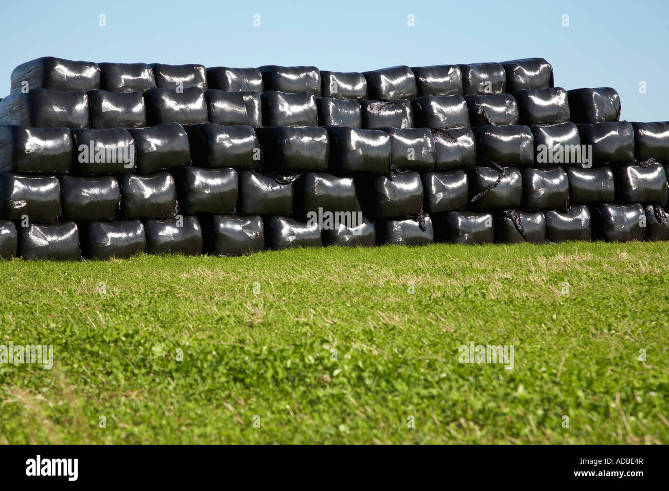 silage hay bales wrapped in plastic stacked on farmland in county Stock Photo, Royalty Free