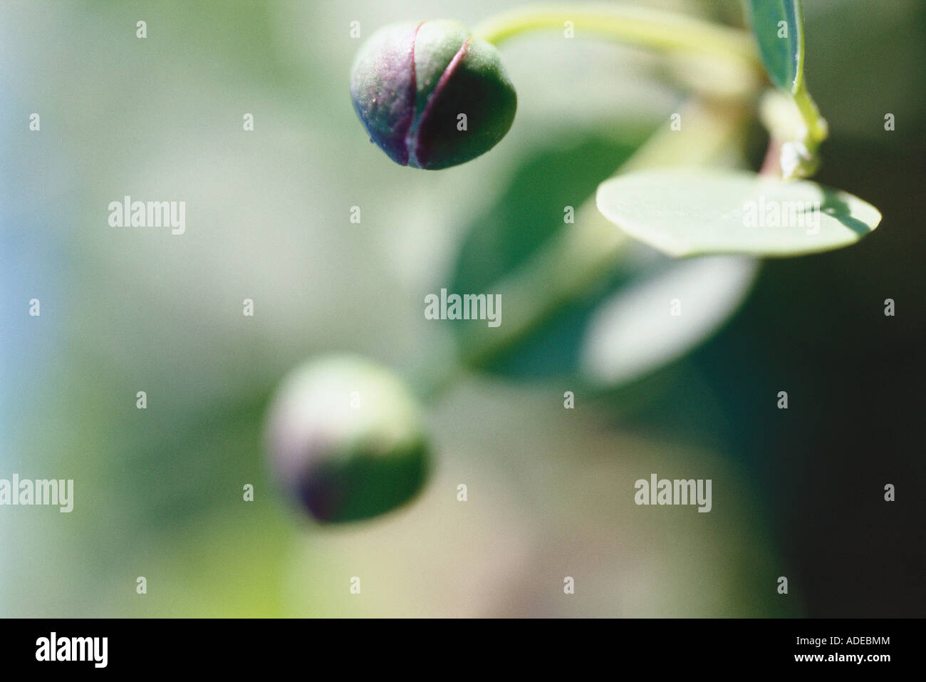 Capers growing Stock Photo, Royalty Free Image 13394659 Alamy