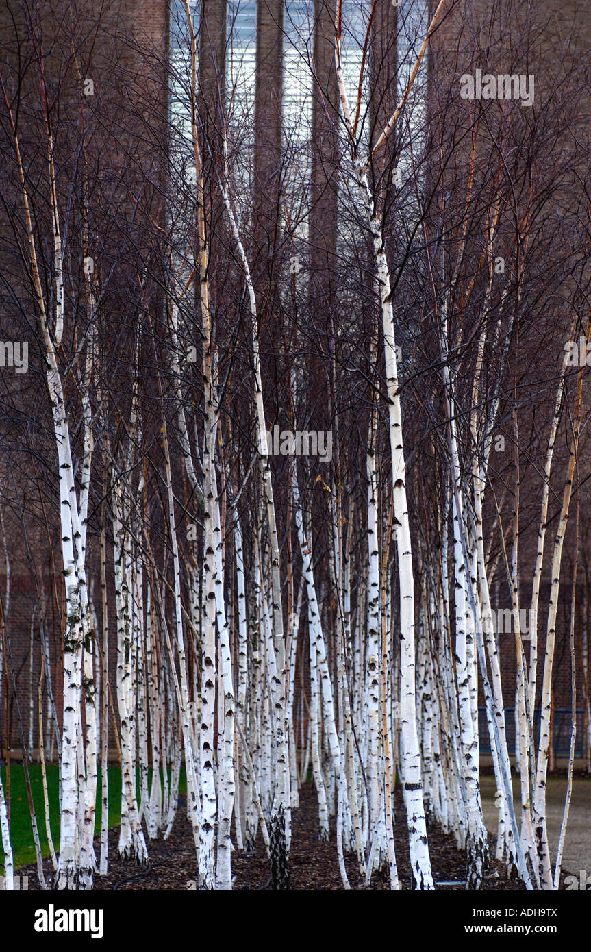 Birch trees outside tate modern london Stock Photo, Royalty Free Image