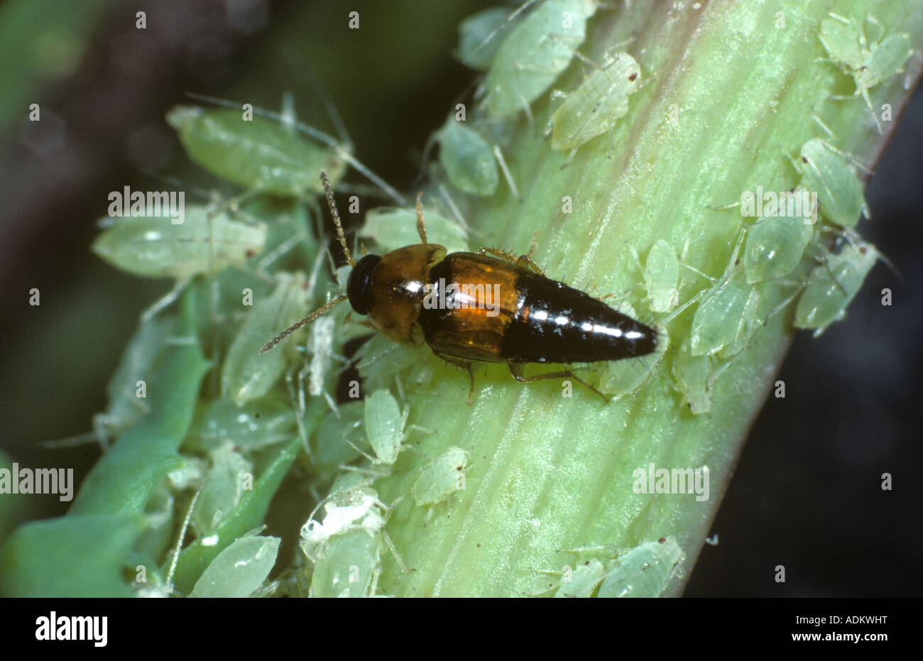a-rove-beetle-tachyporus-hypnorum-feeding-on-aphids-ADKWHT.jpg