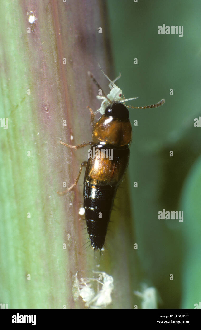a-rove-beetle-tachyporus-hypnorum-attacking-a-prey-aphid-ADMD5T.jpg