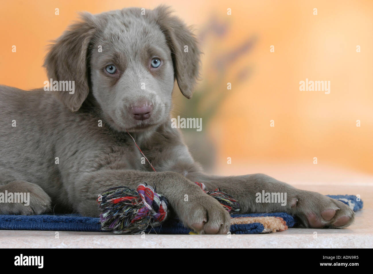 Long Haired Weimaraner Puppy 9 Weeks With Toy Stock Photo