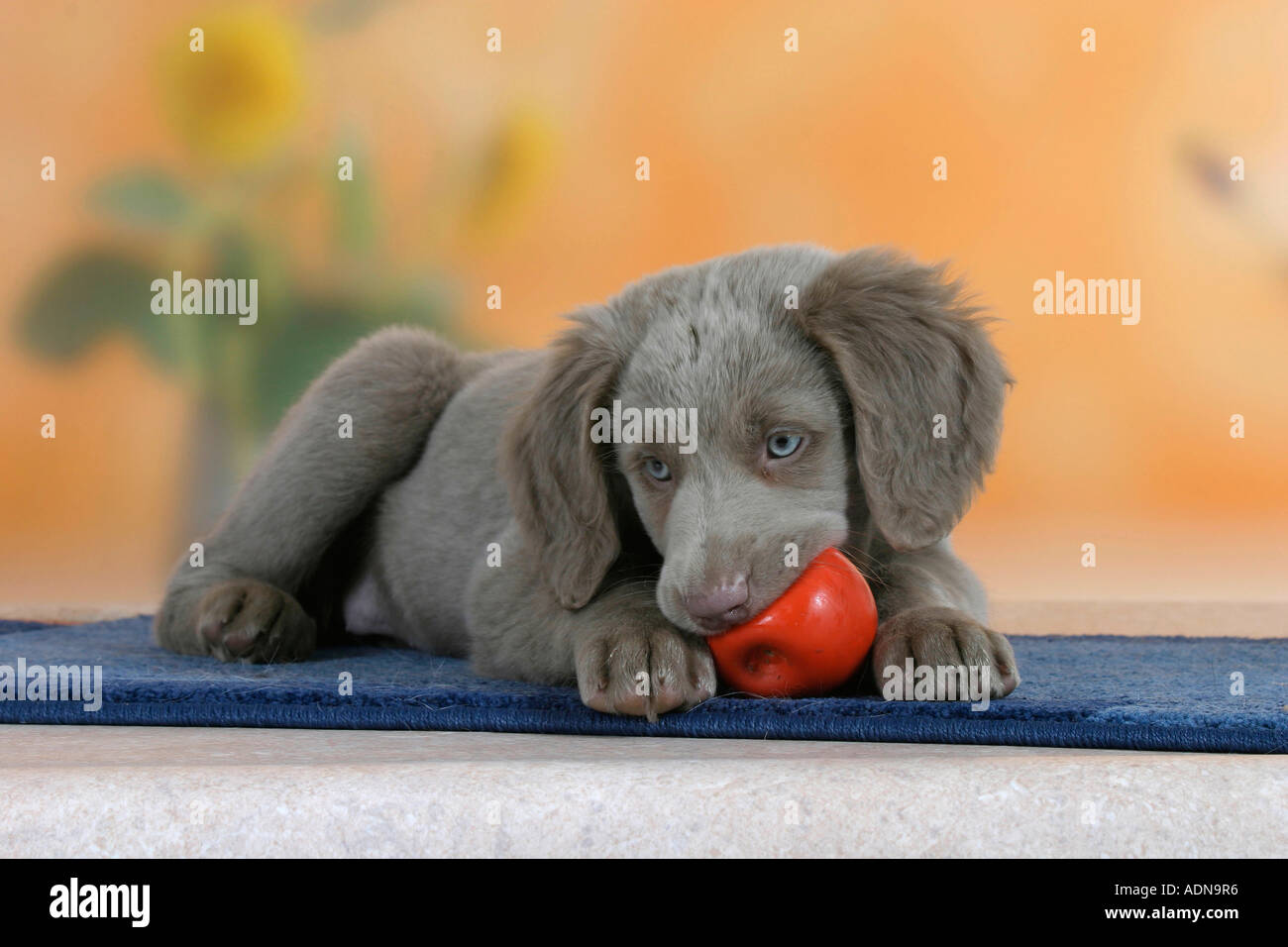 Long Haired Weimaraner Puppy 9 Weeks With Toy Stock Photo