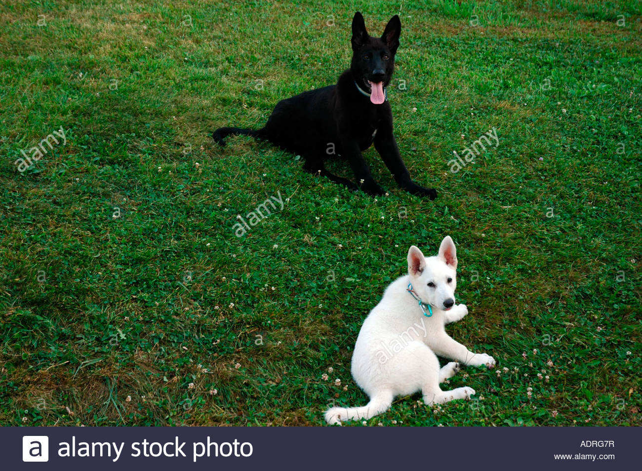 black and white german shepherd pair of german shepherds rest after black and white german stock photo black and white german shepherd pair of german shepherds rest after black and white german stock photo