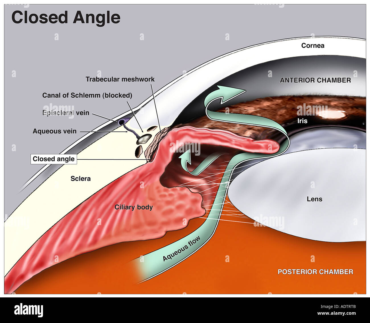 Anatomy of the Human Eye Anatomy of the Human Eye new images Anatomy of the Human Eye Anatomy of the Human Eye new pics