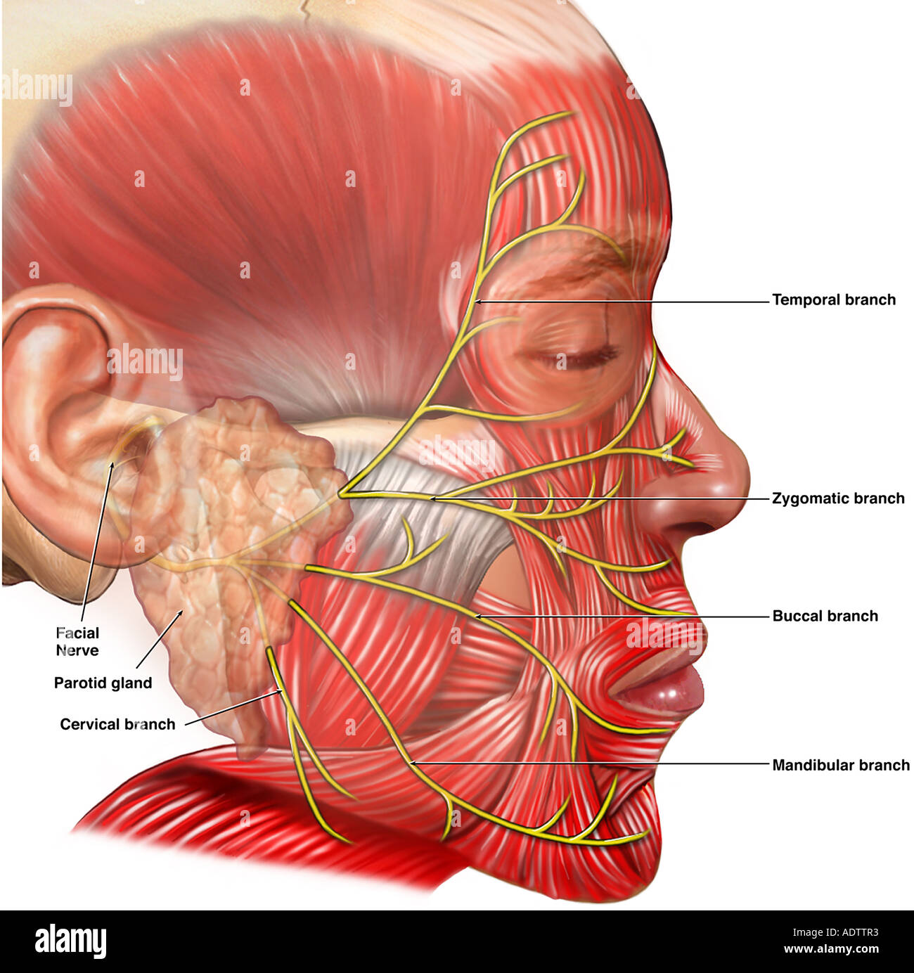 Facial Muscles Picture 21
