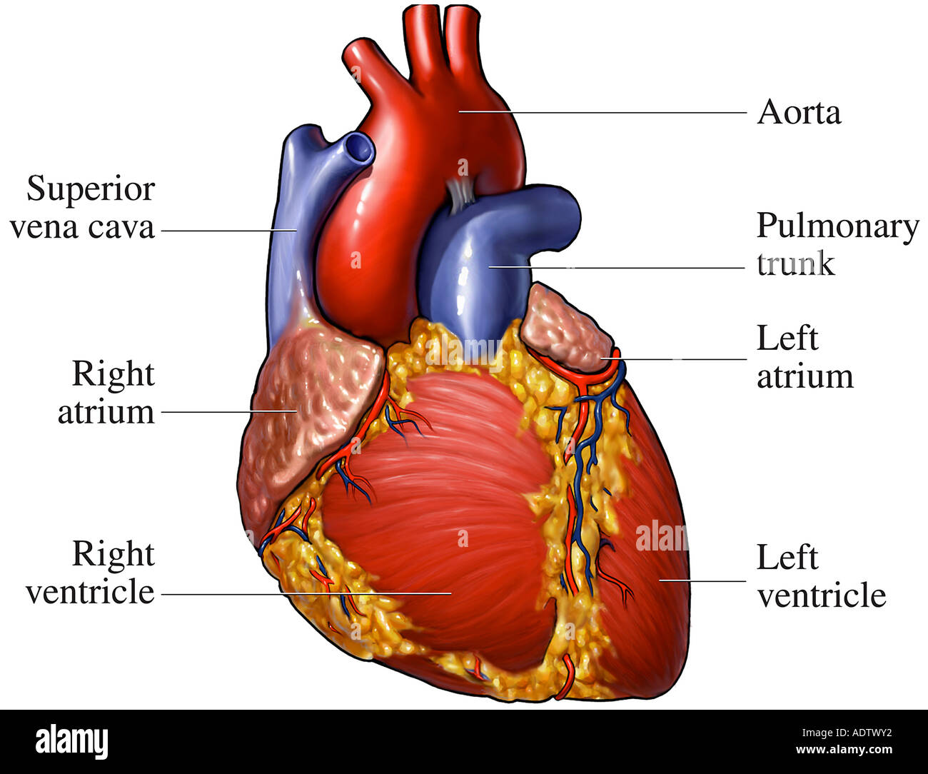 Pulmonary Trunk