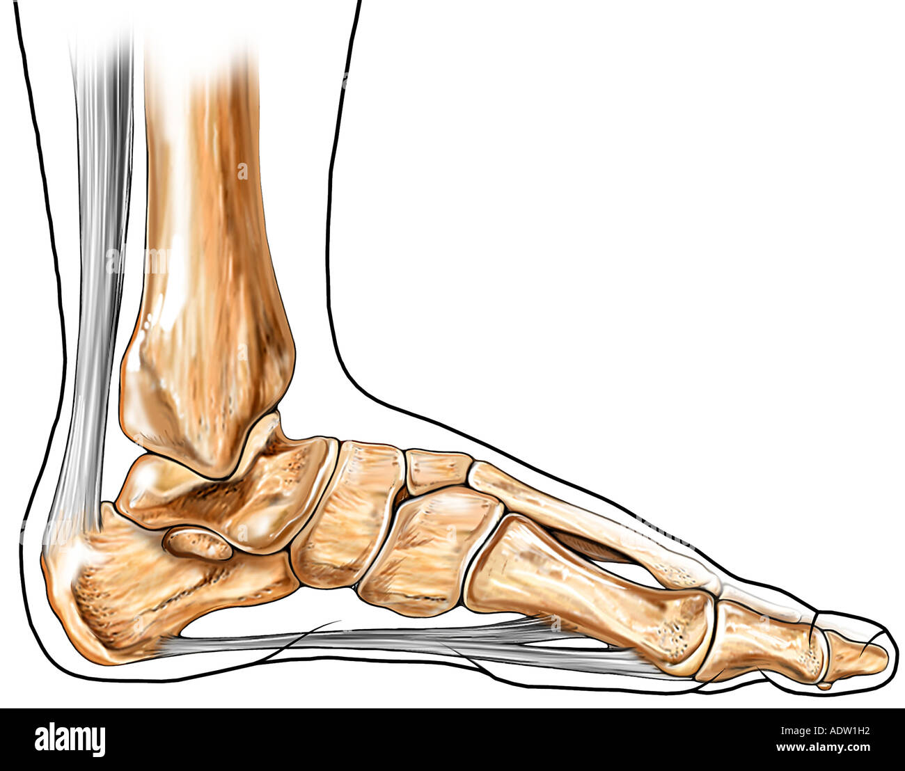 Achilles Calcaneal Tendon Stock Photo Alamy